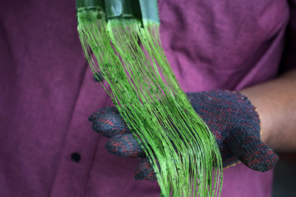 Screenshot 2021 01 10 malaysia pineapple fibres drone reuters 1609914457374 jpg Image WEBP 1200 × 800 pixels Redimensi...