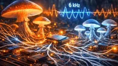 Mémoire dans les champignons des myceliums testés comme memristors à 6 kHz