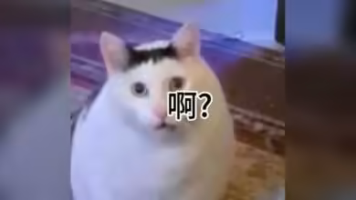 Mixtral vs DeepSeek-V3 : même architecture MoE ou rupture réelle ?