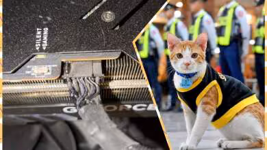 nouveau connecteur 12VHPWR brûlé un chat alerte son propriétaire