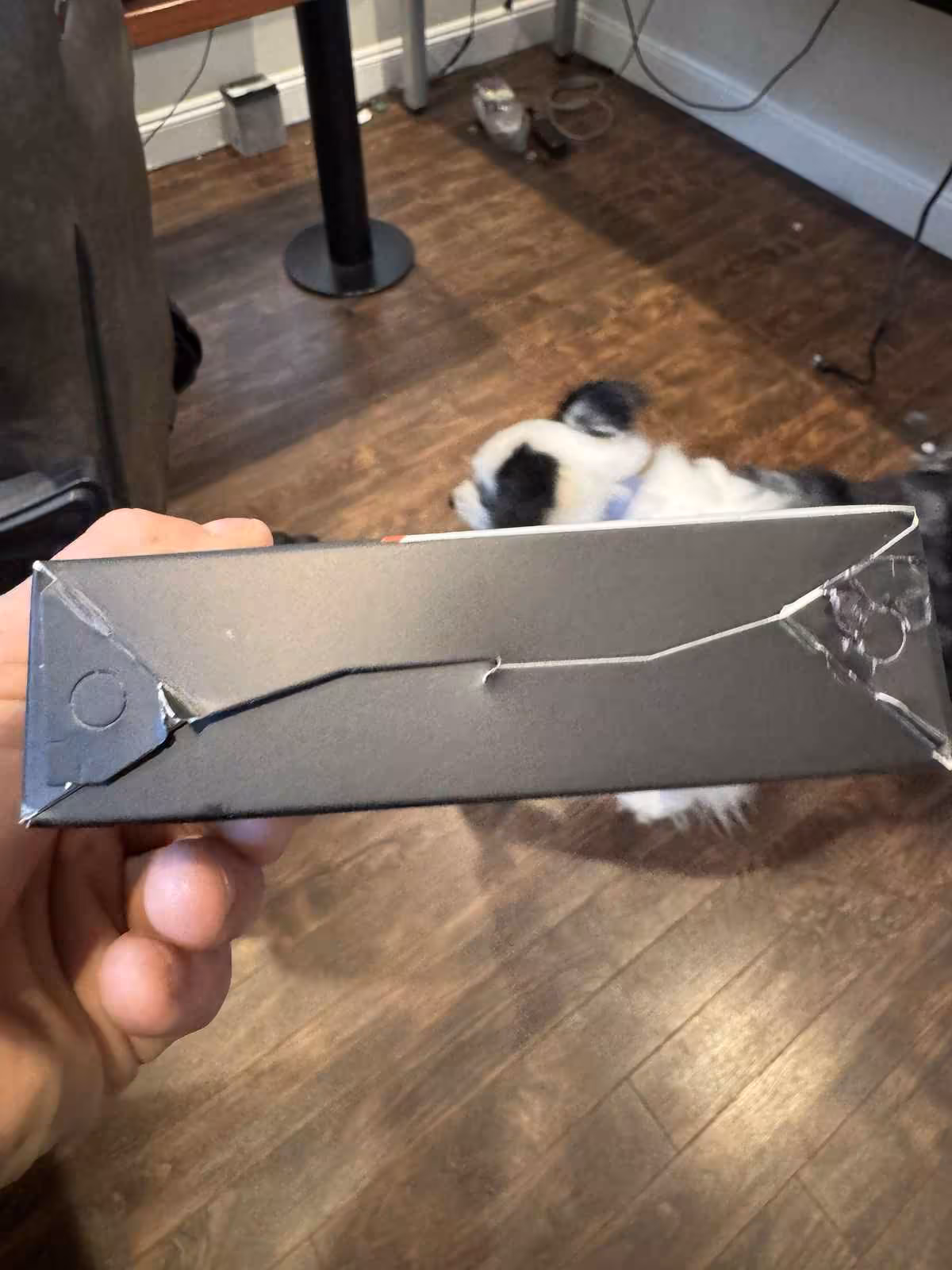 Boîte AMD Ryzen endommagée sur la tranche, tenue devant un chat noir et blanc